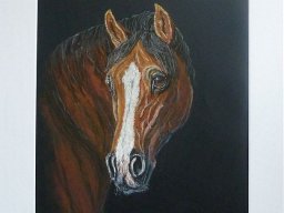 Hannoveraner  Pastellbild